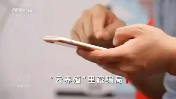 高回报的黑猪养殖，1万200天赚6000！竟是传销陷阱？插图1