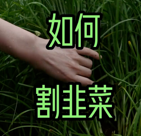 资金盘骗局里面，单割是什么意思